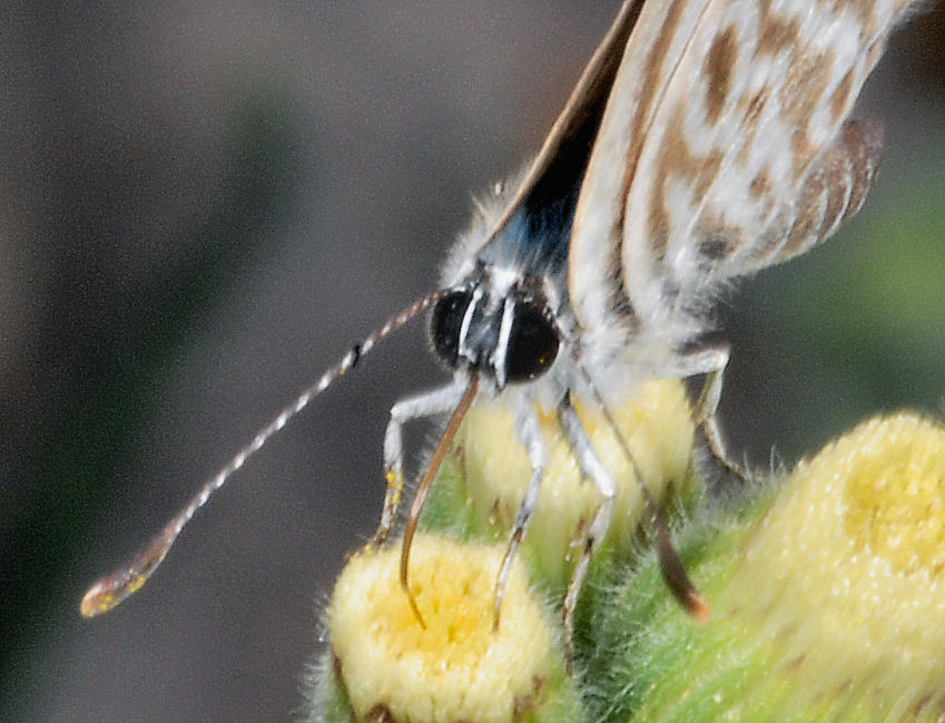 Farfalle, anche in volo!